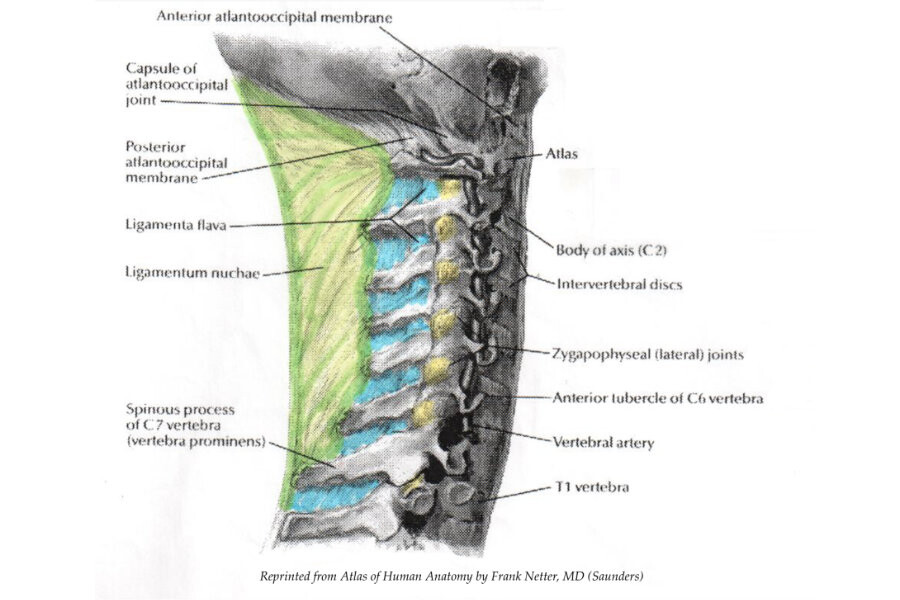 Muscle-specific deep tissue techniques for for the cervical l... | EWC